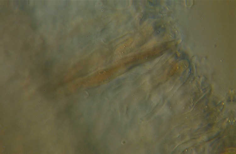 Stereum? (Stereum gausapatum)